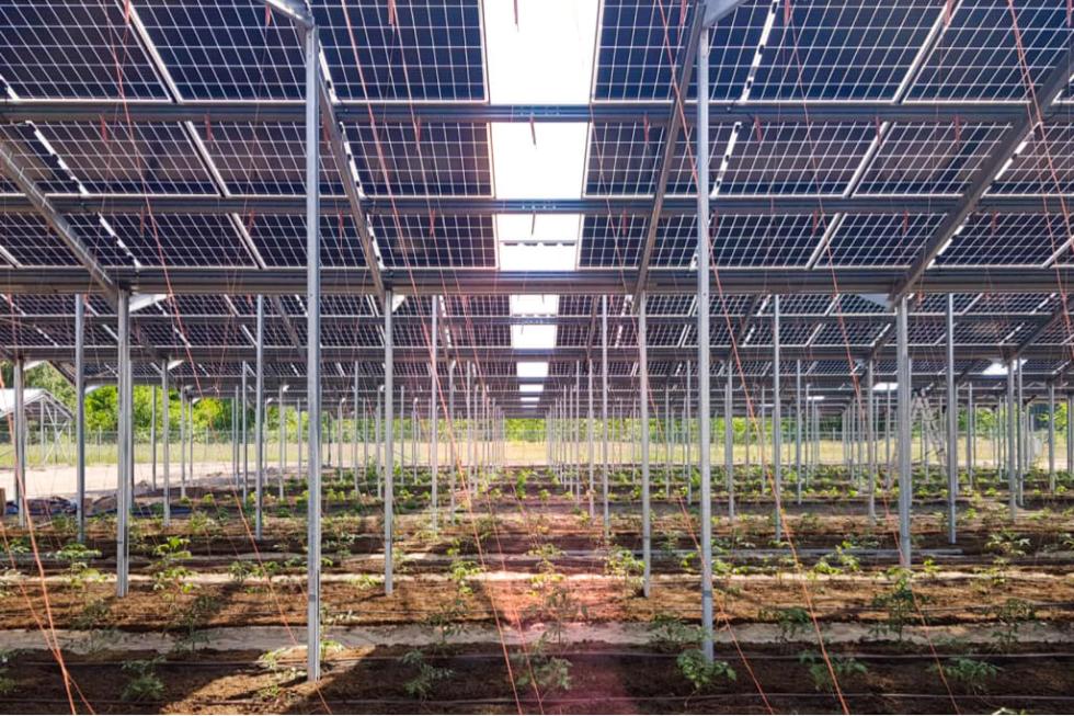 agrisolar-anbau-artemisia-lekker-energie-tex-1024x683